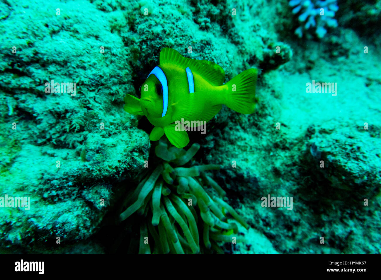 Ein paar gelbe Butterflyfish schwimmen übereinander. Unterhalb des Roten Meeres aus Egypts Sinai Halbinsel genommen. Stockfoto