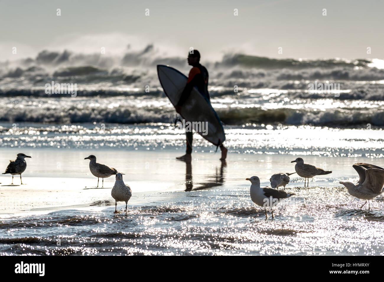 Herde von Möwen und Mann mit Surf Board auf den Strand von Nevogilde Zivilgemeinde der Stadt Porto, Portugal Stockfoto