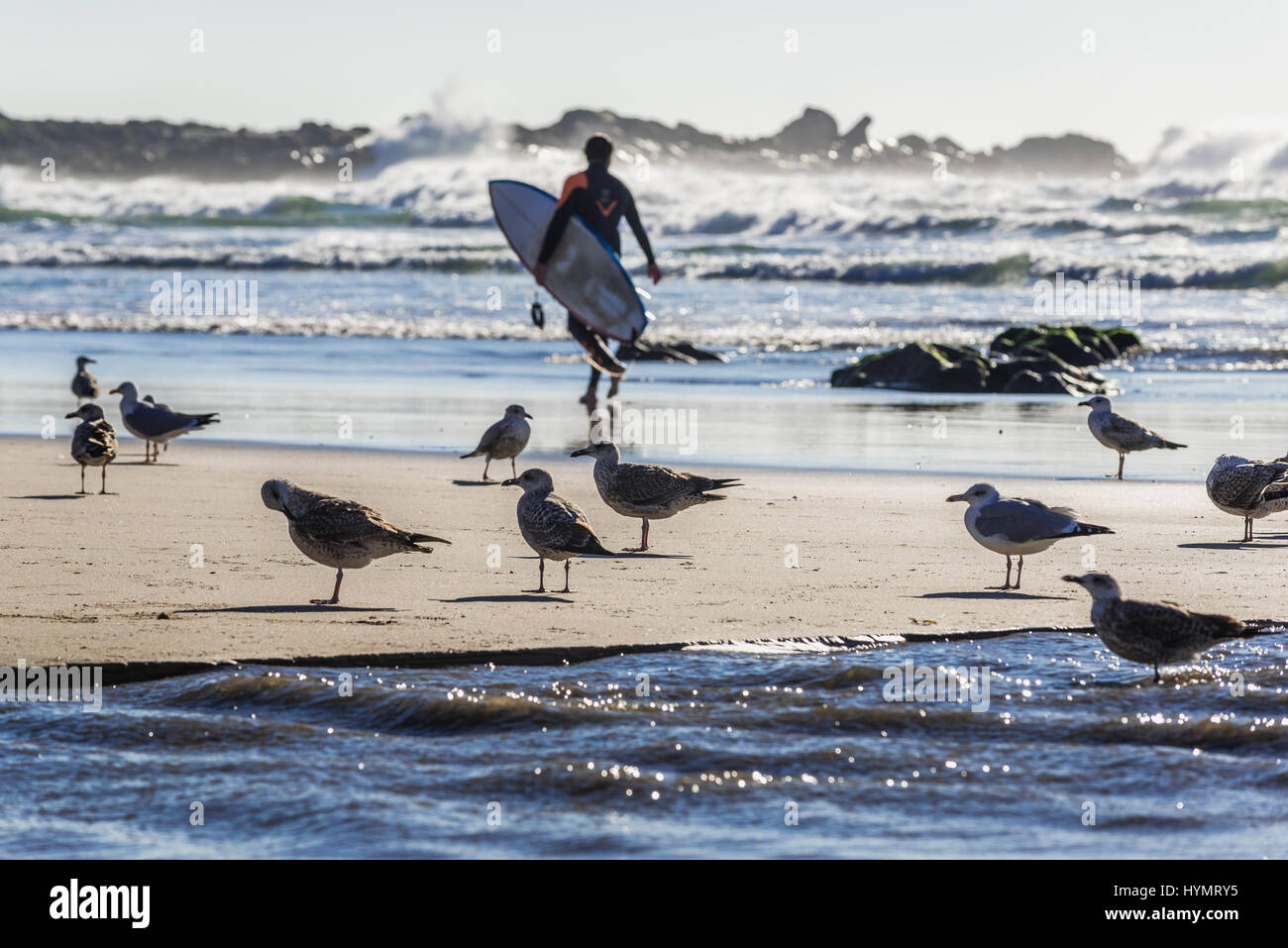 Herde von Möwen und Mann mit Surf Board auf den Strand von Nevogilde Zivilgemeinde der Stadt Porto, Portugal Stockfoto