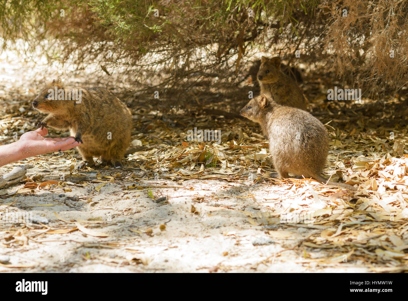 Ouokka, Kurzschwanz-Känguru, unterstützt von Menschenhand, Rottnest Island, Western Australia, Australien, Down Under Stockfoto