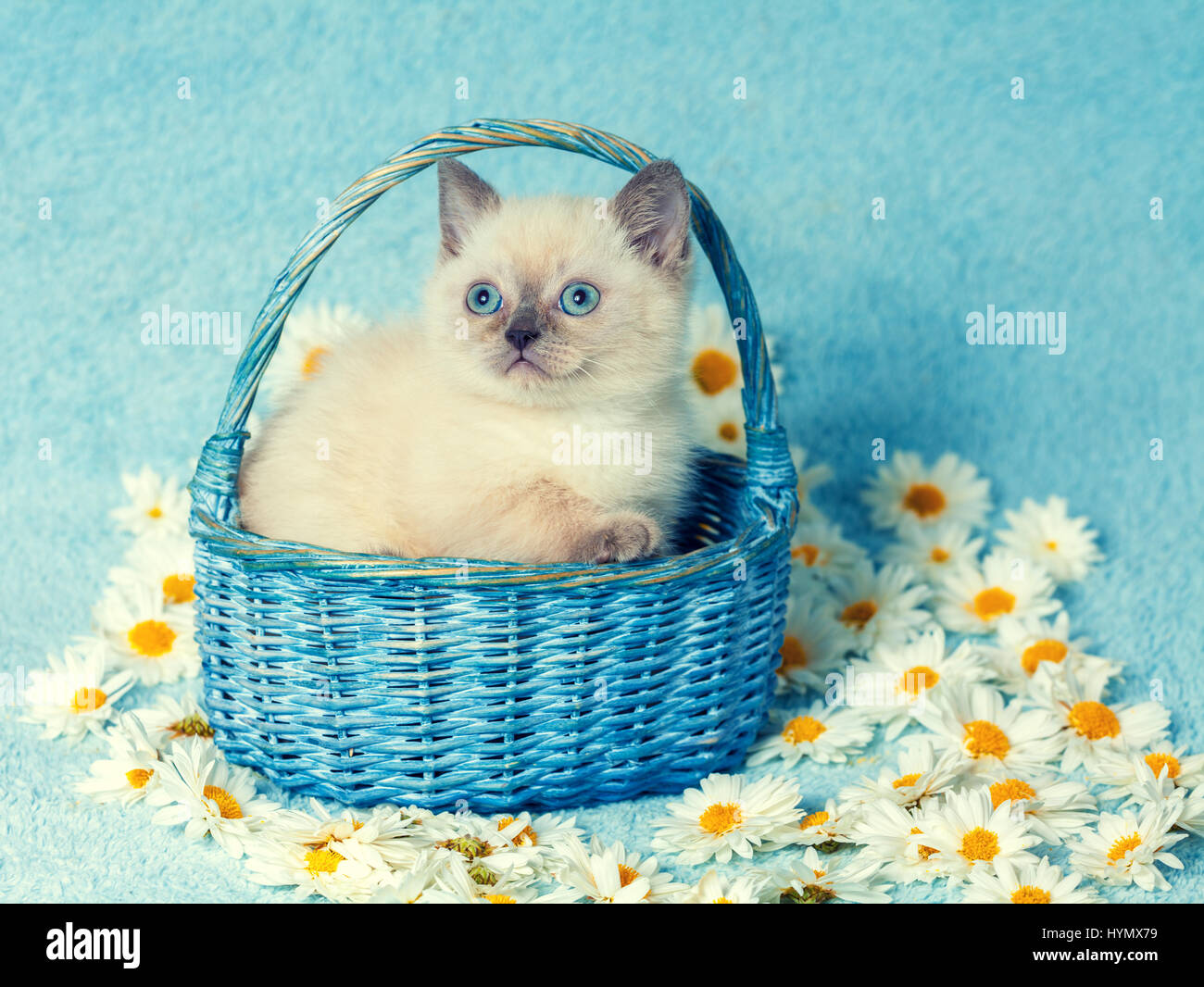 Niedliche kleine Farbe point Kätzchen sitzen in einem Korb auf Kamillenblüten Stockfoto