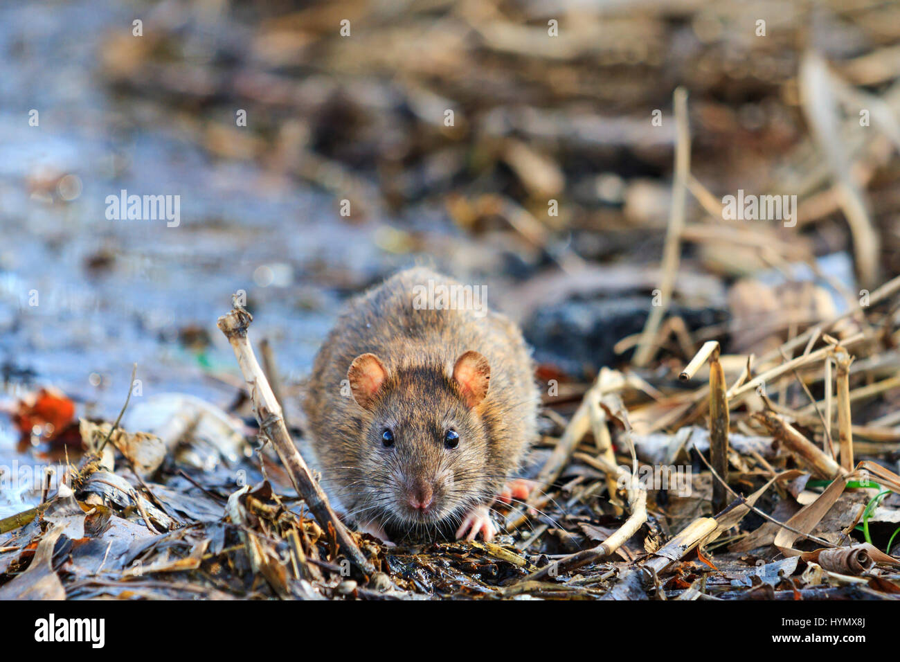 Graue Ratte mit niedlichen Maulkorb Stockfoto