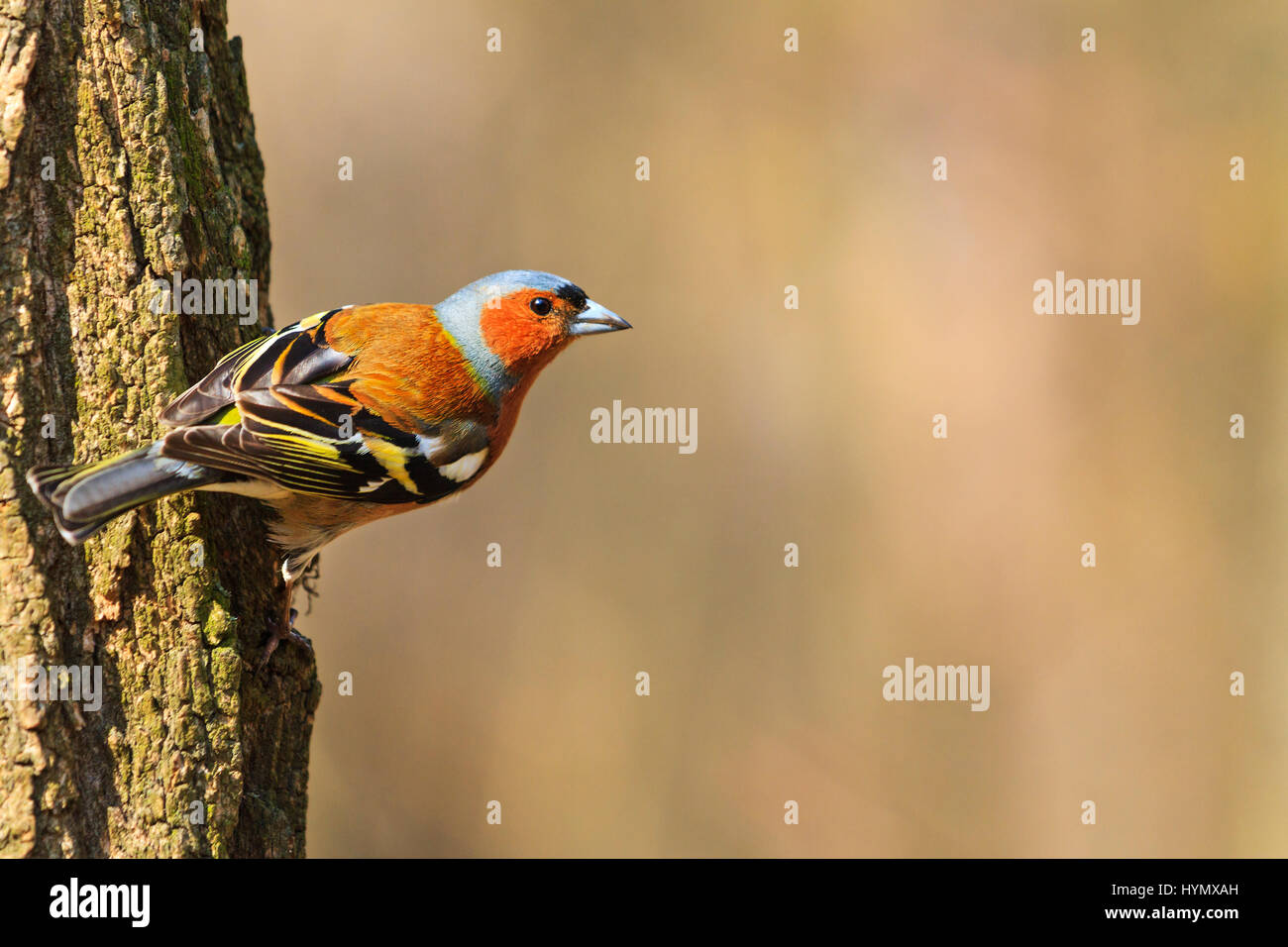 Finch Singvogel auf einem Baumstamm sitzend Stockfoto