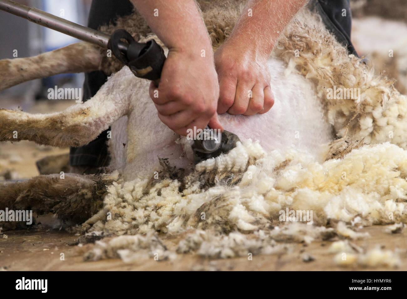 Ein Konkurrent beteiligt sich an eine Schafschur Wettbewerb an der Iowa State Fair. Stockfoto