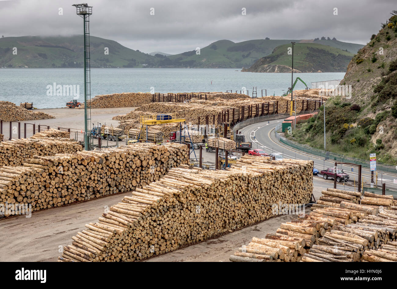 Baumstämmen gestapelt In Port Chalmers in der Nähe von Dunedin, New Zealand bereit für die Verladung auf Frachtschiffe für den Export Stockfoto