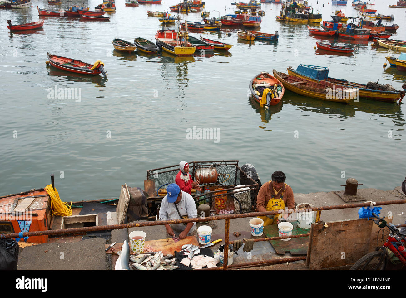 Fischer den Fang anlanden und Zubereitung von Fisch zum Verkauf im Fischerhafen von Arica im Norden Chiles Stockfoto