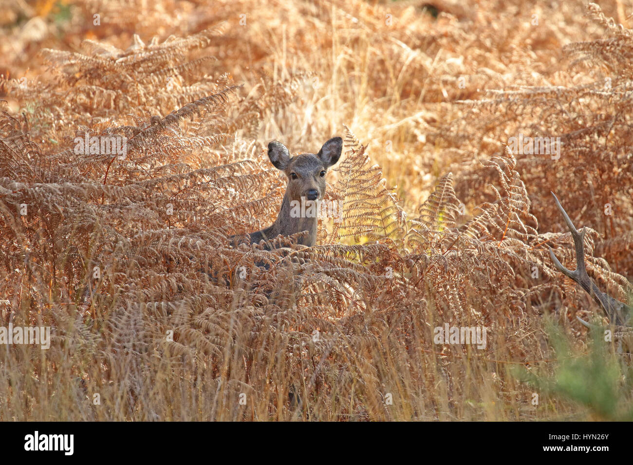 Sika Rotwild an Arne in Dorset UK Stockfoto
