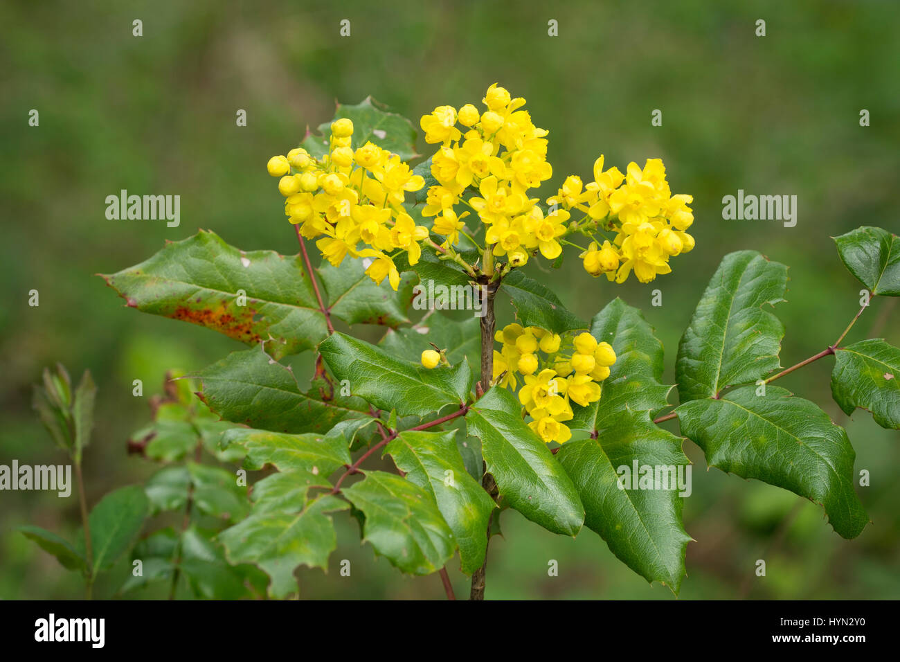 Hohen Mahonie, AKA Shining-Mahonie (Mahonia Aquifolium), die Zustandblume von Oregon; Mount Pisgah Arboretum, Willamette Valley, Oregon. Stockfoto