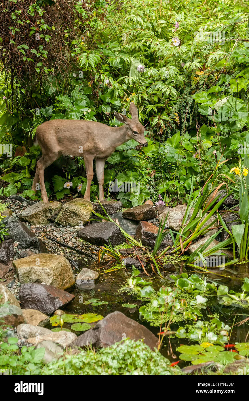 Maultierhirsche Doe (Odocoileus Hemionus) Fragen, etwa zu trinken aus einem Fischteich und Essen Pflanzen in einem ländlichen Hof in Issaquah, Washington, USA Stockfoto