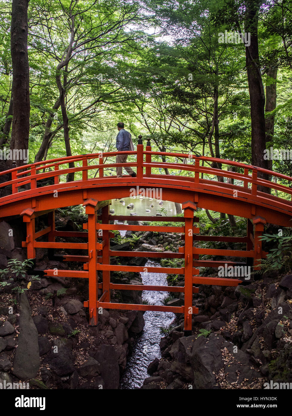 , Mann zu Fuß über rot geschwungene Holzbrücke im traditionellen japanischen Garten.  Koishikawa Korakuen, Bunkyo-Ku, Tokyo, Japan Stockfoto