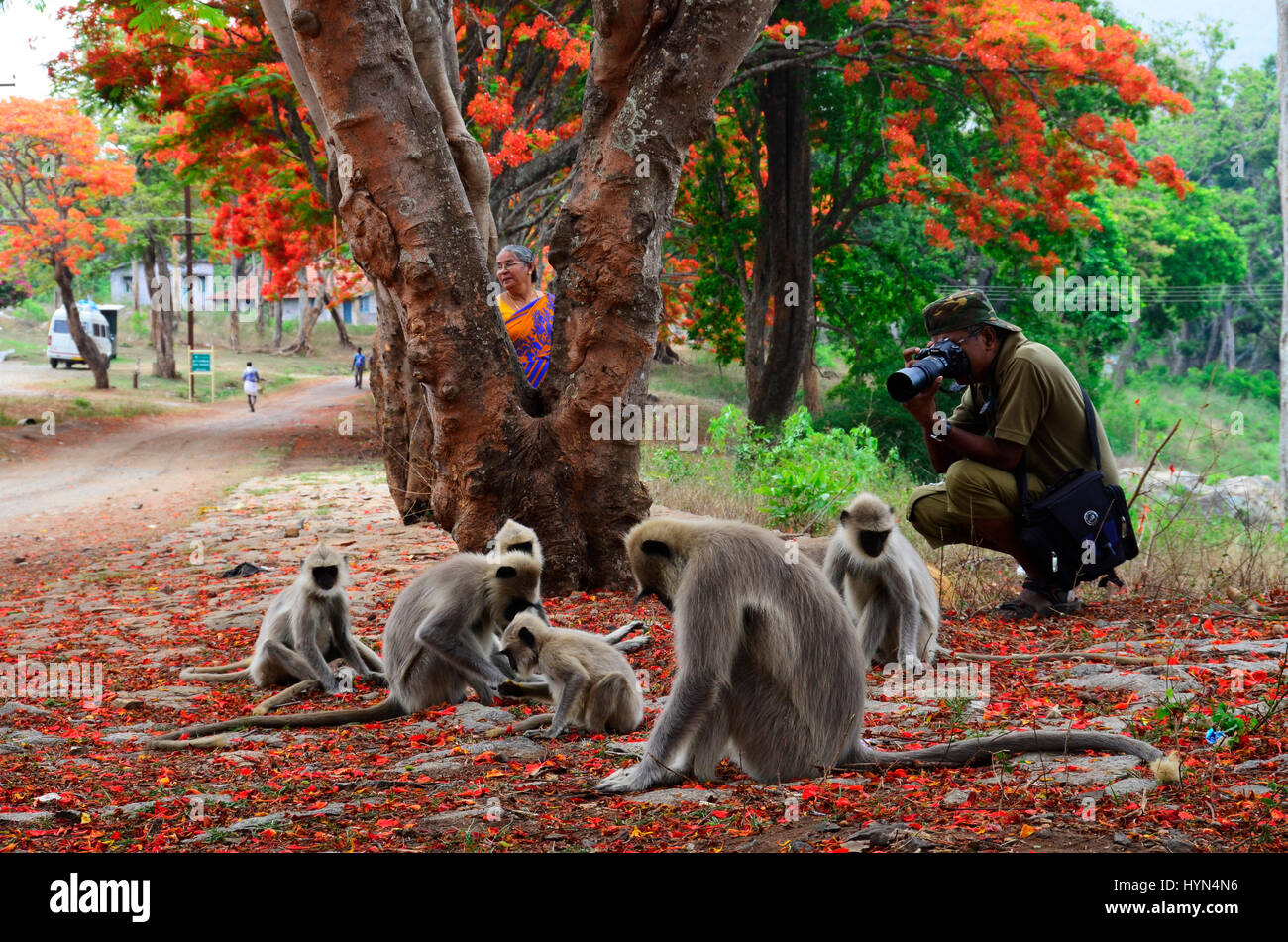 T.l. John, einen berühmten indischen wild Life Fotografen fotografieren Gruppe von Hanuman-Affen unter Beibehaltung seiner Frau hinter den Bäumen [Flamme des Waldes], Stockfoto