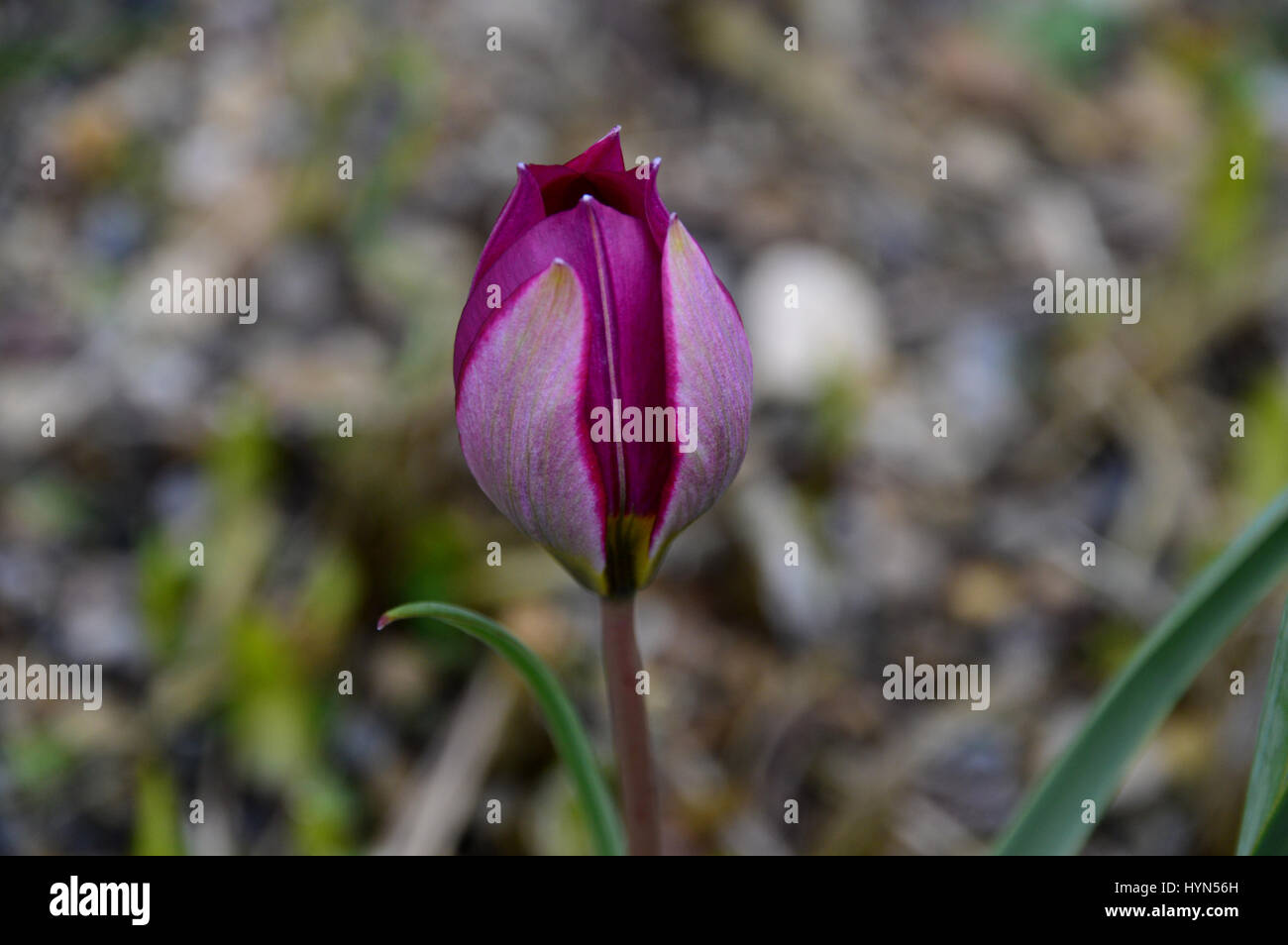 Nahaufnahme von der Miniatur Tulip Humilis "Persische Perle" in eine Grenze bei RHS Garden Harlow Carr, Harrogate, Yorkshire angebaut. Stockfoto