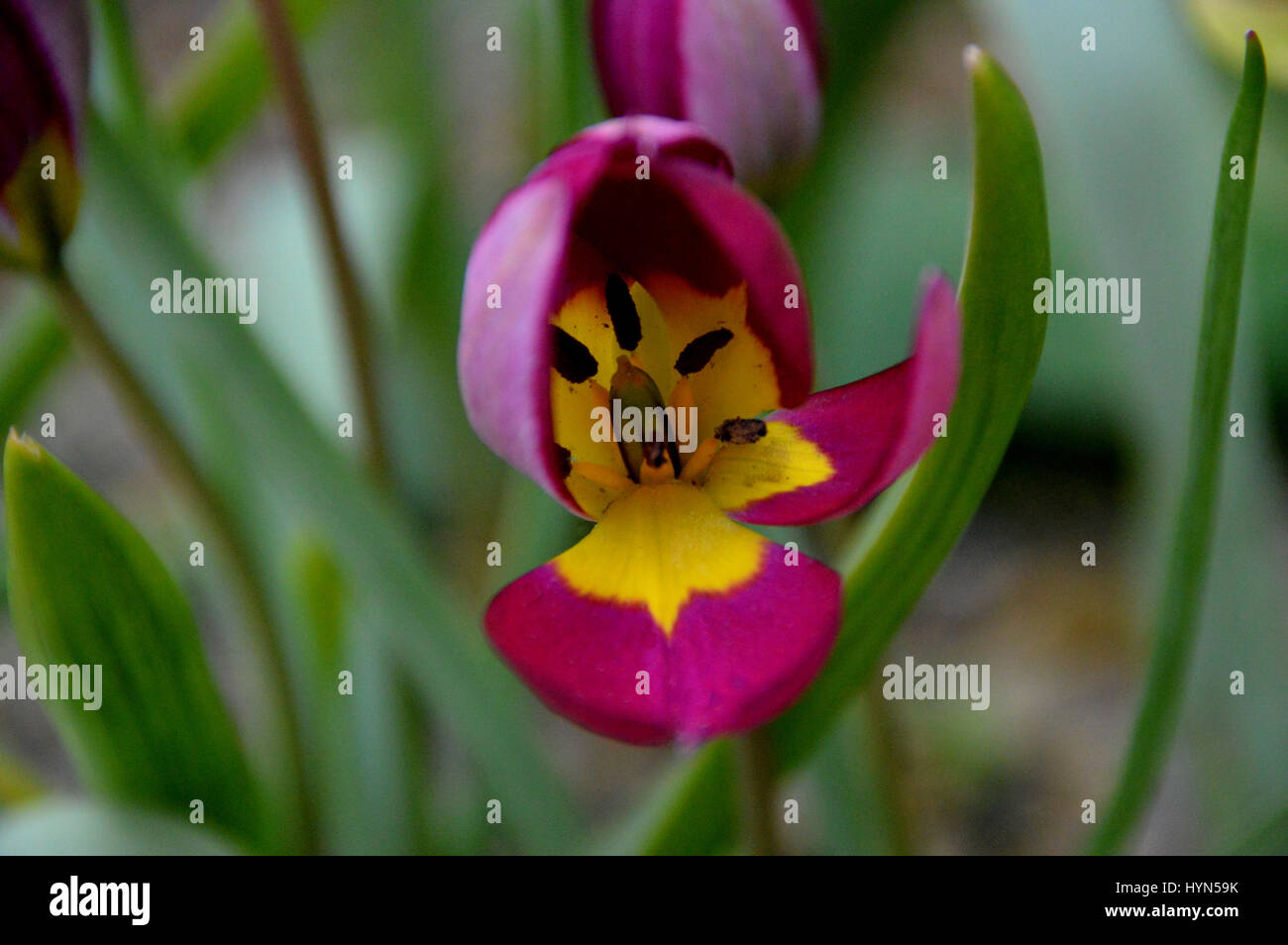 Nahaufnahme von der Miniatur Tulip Humilis "Persische Perle" in eine Grenze bei RHS Garden Harlow Carr, Harrogate, Yorkshire angebaut. Stockfoto
