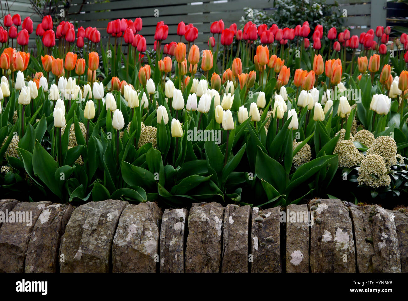 Reihen von bunten Tulpen im Garten RHS Harlow Carr, Harrogate, Yorkshire. Stockfoto