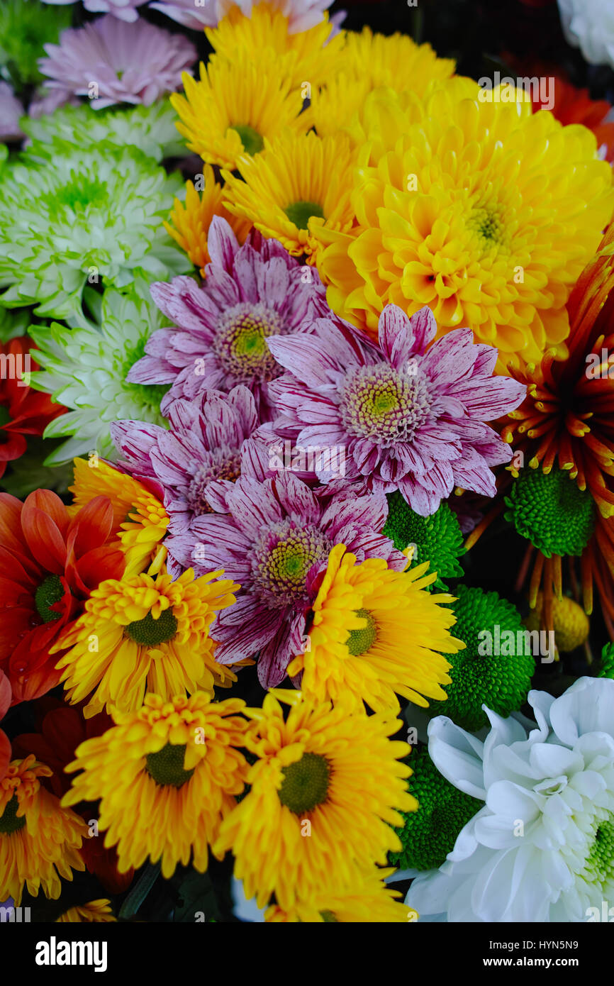 Bunte Chrysanthemen Hintergrund, Blumen für Shops und Auktionen – World wide Lieferung Stockfoto