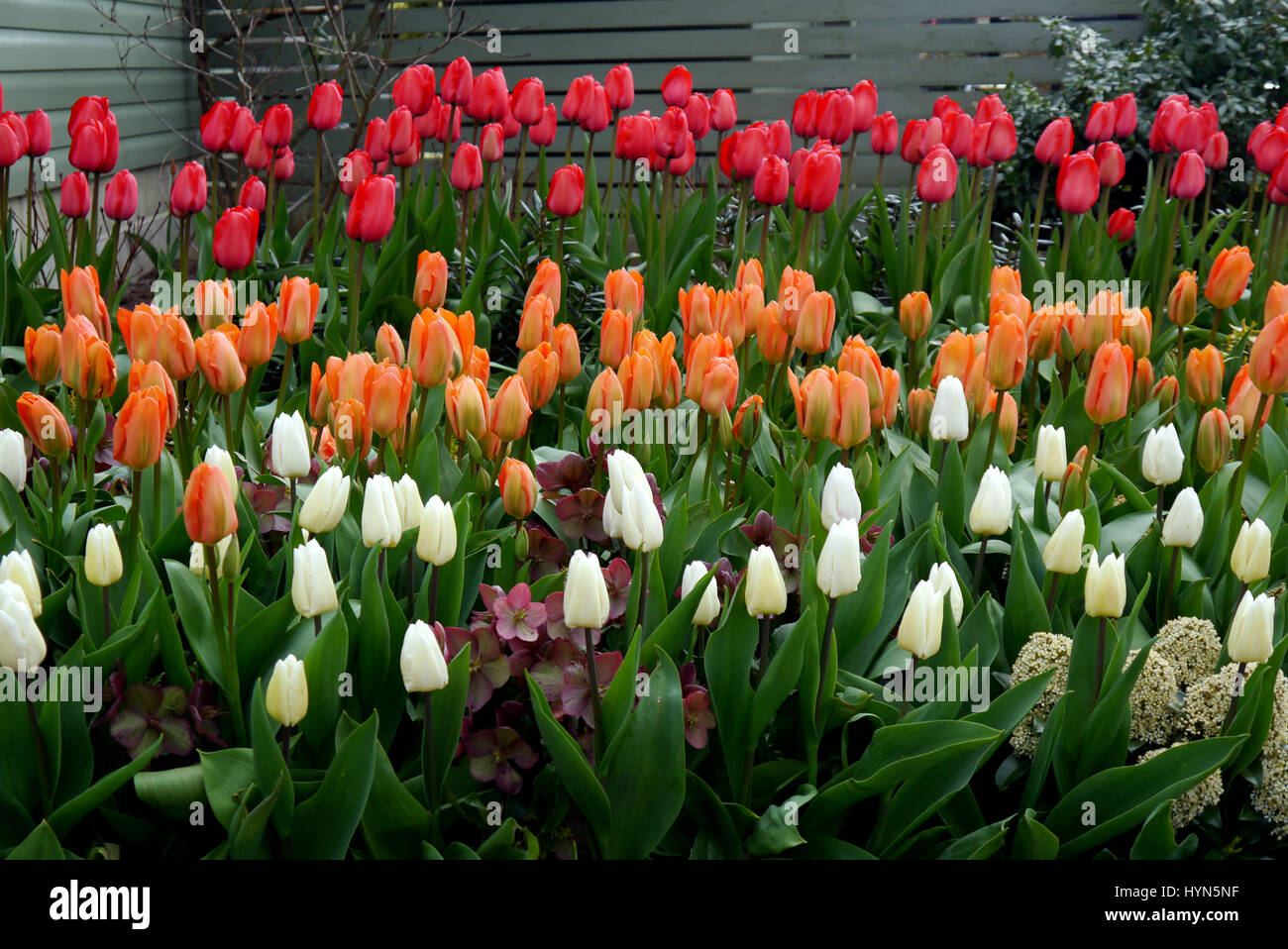 Reihen von bunten Tulpen im Garten RHS Harlow Carr, Harrogate, Yorkshire. Stockfoto