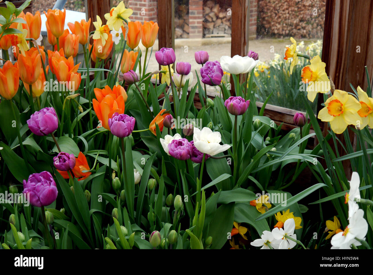 Frühlingsblumen in einem Gewächshaus im Garten RHS Harlow Carr, Harrogate, Yorkshire. VEREINIGTES KÖNIGREICH. Stockfoto