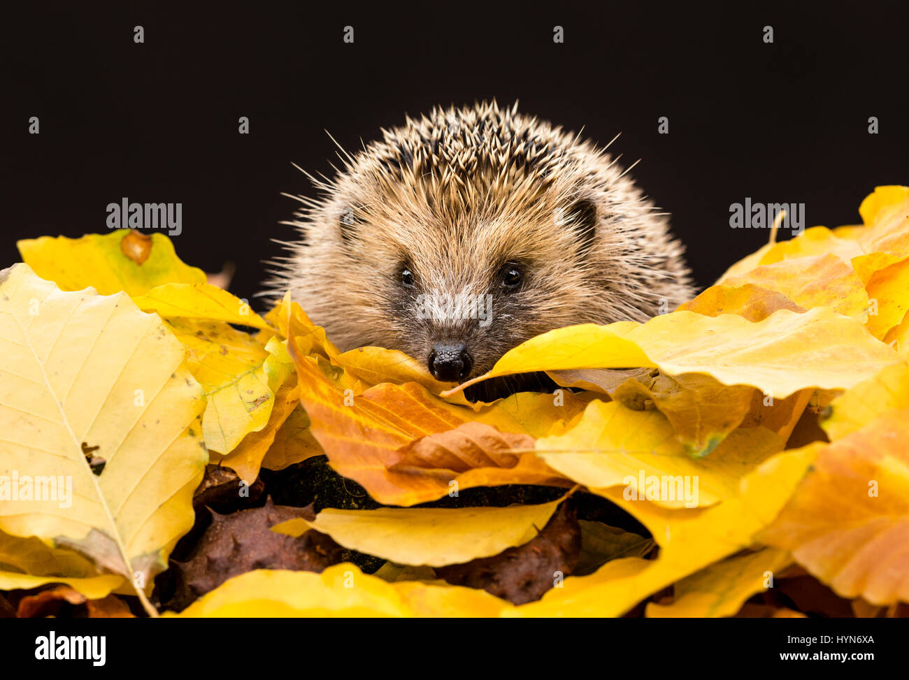 Igel im Herbst Blätter, aus dem Inneren eines Wildtierversteins genommen, um die Gesundheit und die Population dieses Lieblings-, aber rückläufigen Säugetieres zu überwachen Stockfoto