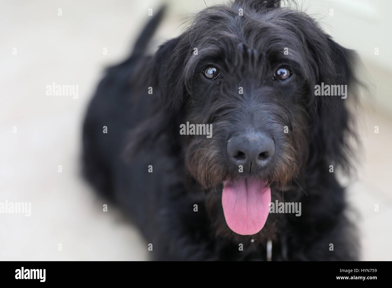 Niedlichen schwarzen ungepflegten Hündchen mit Zunge heraus Stockfoto