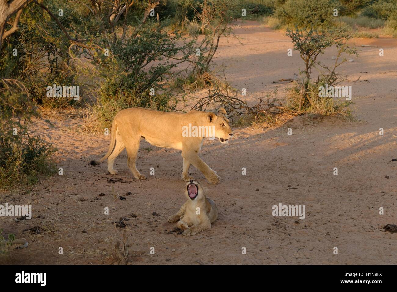 Kalahari Löwen gefangen im Tswalu Wildreservat, das größte Private Reserve in der südlichen Hemisphäre Stockfoto