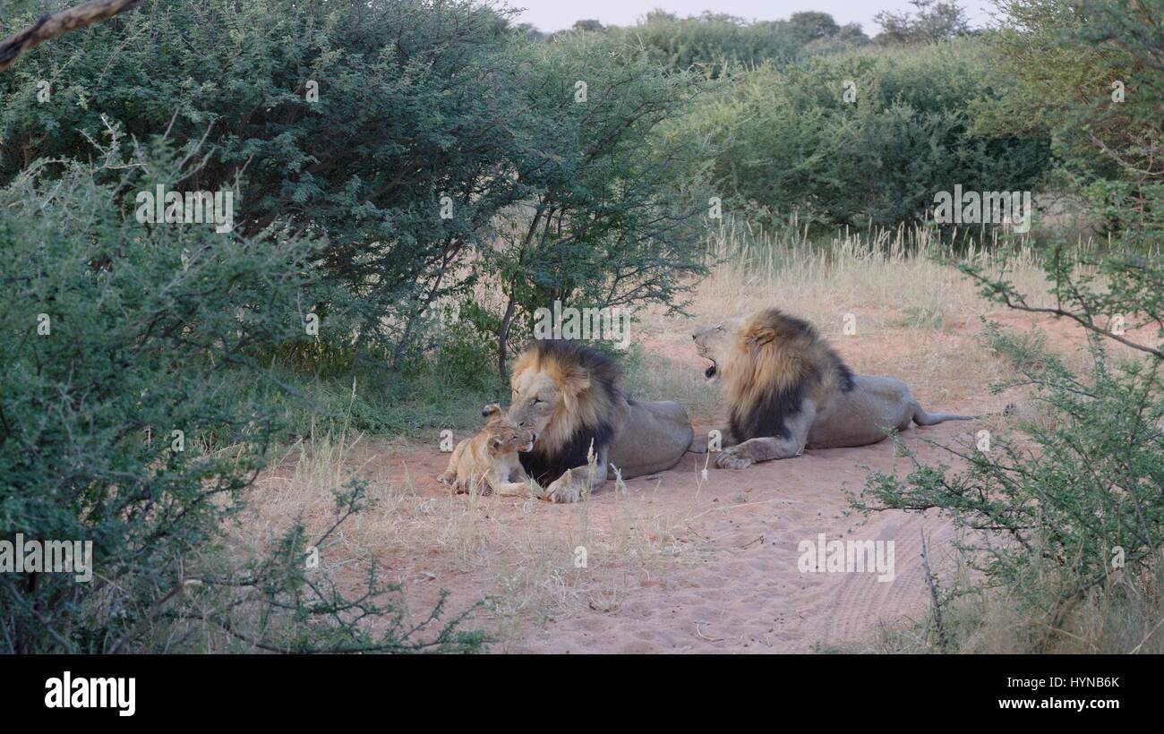 Kalahari Löwen gefangen im Tswalu Wildreservat, das größte Private Reserve in der südlichen Hemisphäre Stockfoto