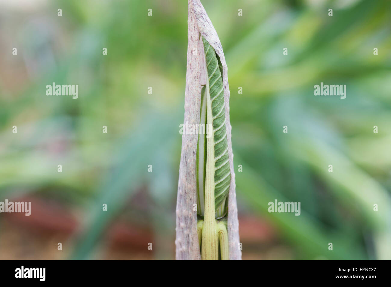 Arisaema Ringen. Japanische Cobra Lily Stiel Eröffnung zeigen Blätter im Frühjahr Stockfoto