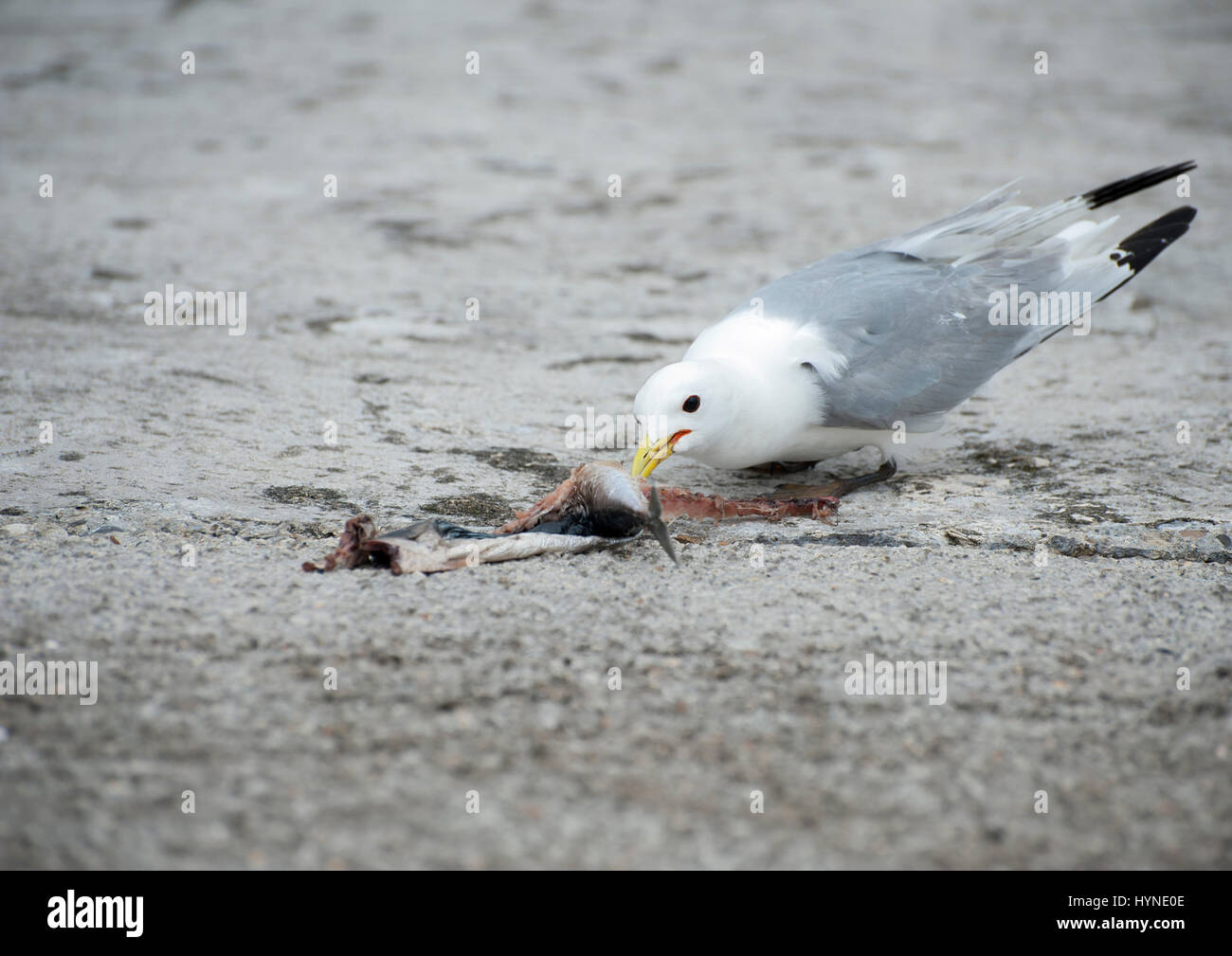 Vögel an der Küste angeln Stockfoto