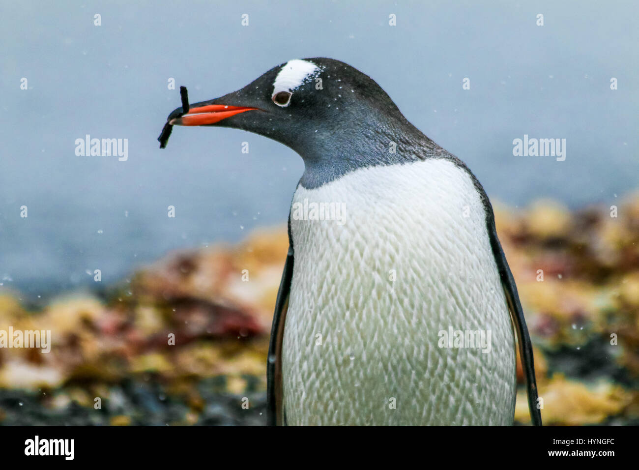 Gentoo Penguin auf King George Island, Antarktis Stockfoto