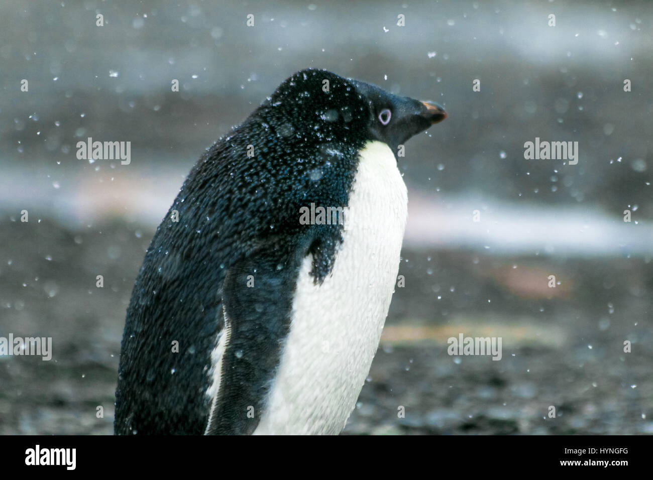 Adelie Pinguin auf King George Island, Antarktis Stockfoto
