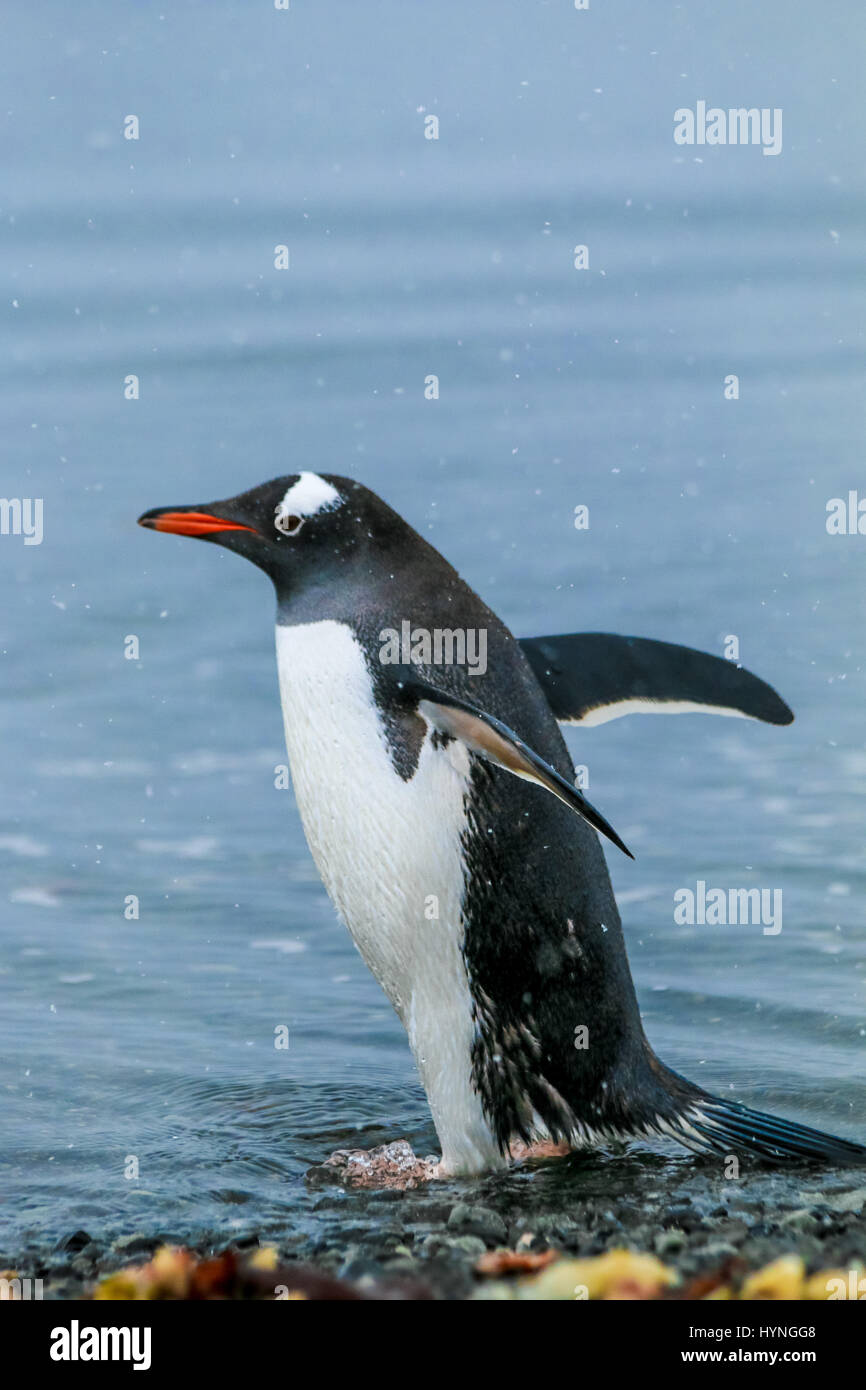 Gentoo Penguin auf King George Island, Antarktis Stockfoto
