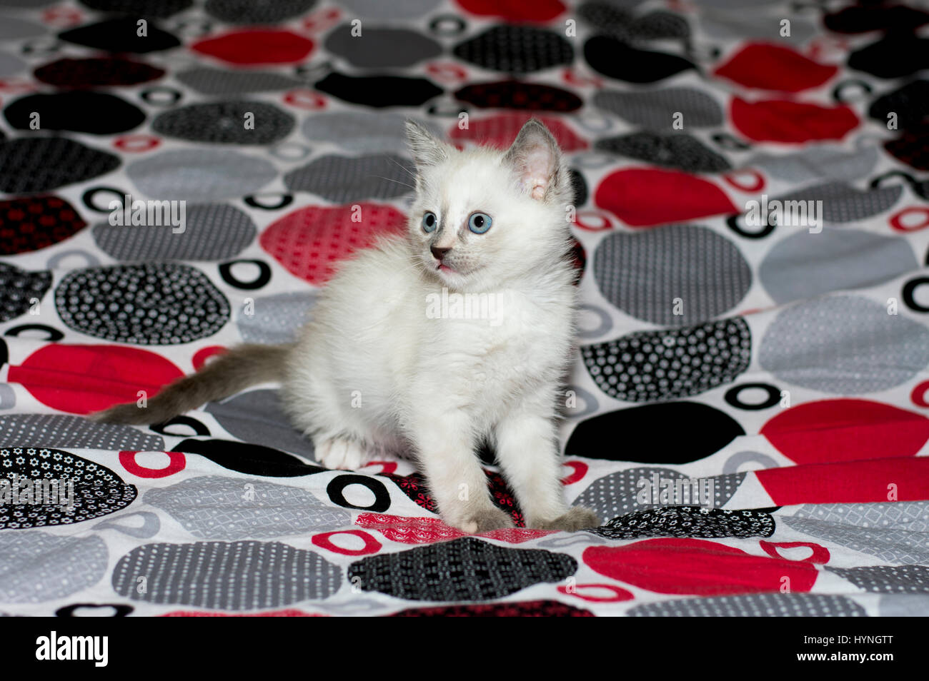 weiße Katze mit blauen Augen auf einem Bett, einem Thema schöne Kätzchen Stockfoto