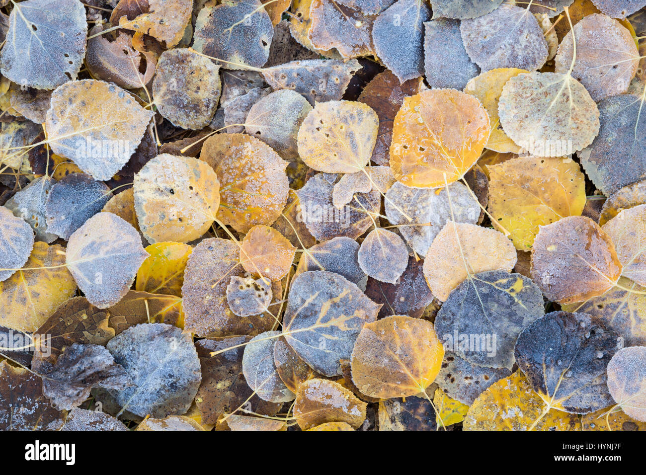 Einige Espe Blätter liegen auf einem anderen. Die oberste Schicht sammelte Frost aus der kalten Nacht in der Nähe von Aspen, Colorado Stockfoto