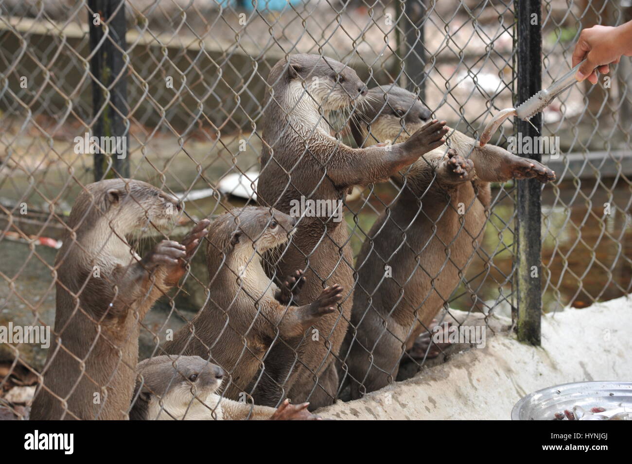 Smooth-Coated Otter Fisch gefüttert zu werden, Phnom Tamao Wildlife Rescue Center, Provinz Takeo, Kambodscha. Credit: Kraig Lieb Stockfoto