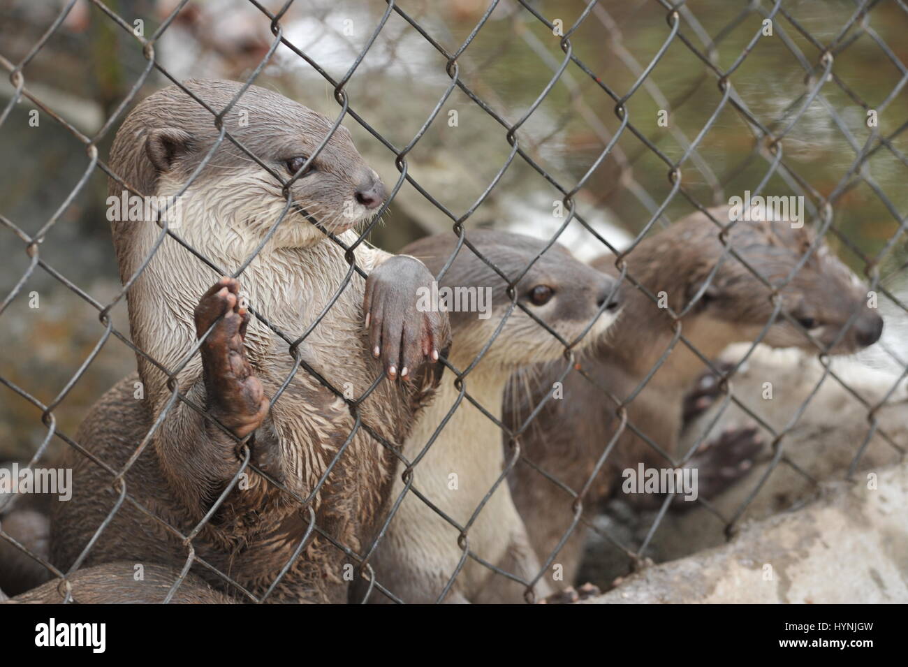 Glatt beschichtet Otter in Gefangenschaft, Phnom Tamao Wildlife Rescue Center, Takeo Province, Kambodscha. Kredit: Kraig Lieb Stockfoto