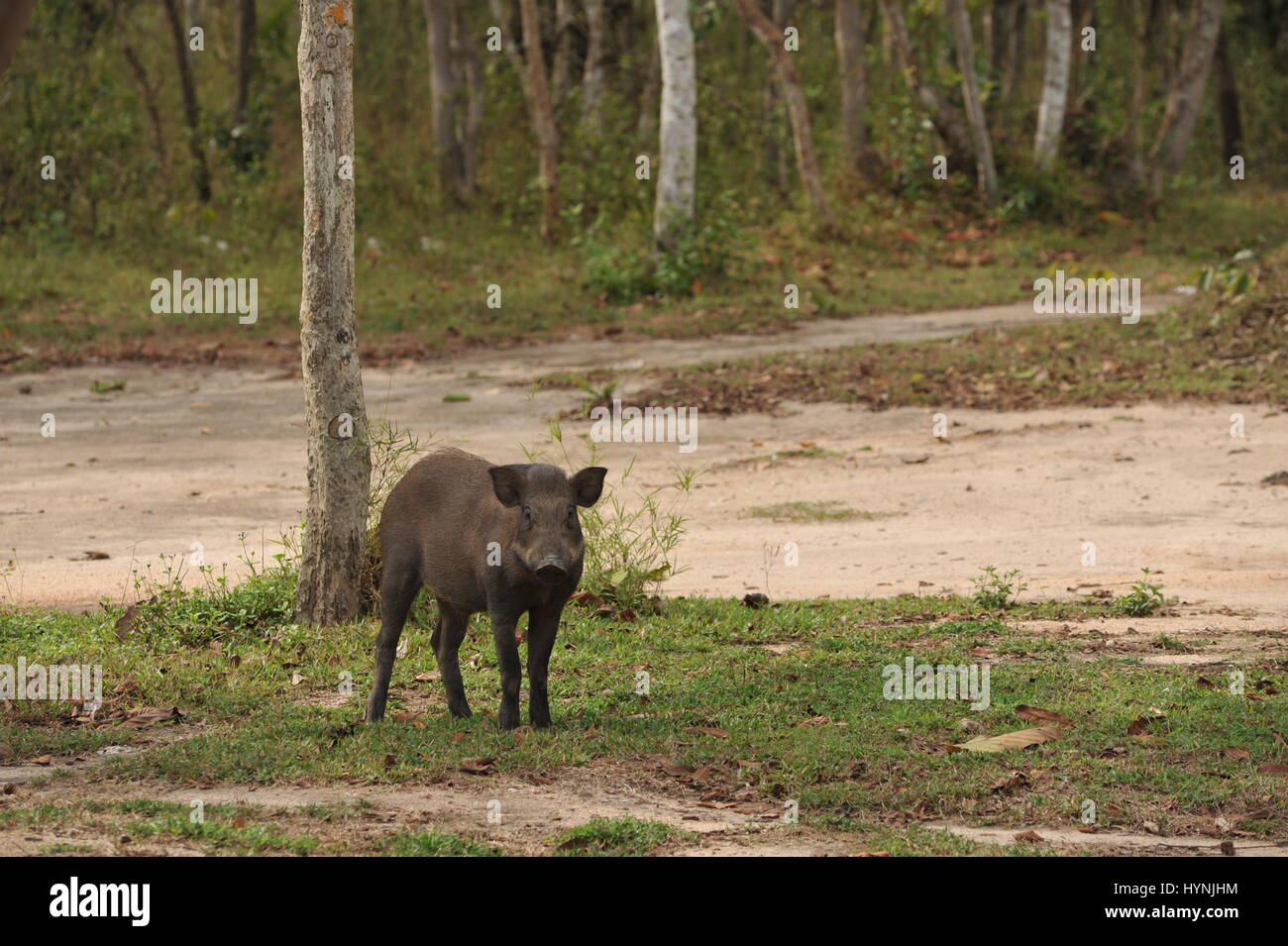 Wildschwein während der trockenen Jahreszeit, Phnom Tamao Wildlife Rescue Center, Takeo Province, Kambodscha. Kredit: Kraig Lieb Stockfoto