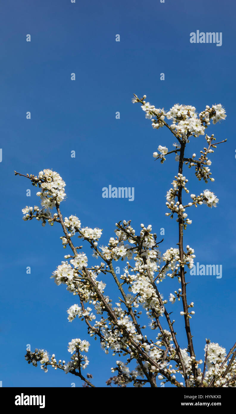 Schlehe (Prunus Spinosa), auch bekannt als "Schlehe", in Blüte, Frühling, UK Stockfoto