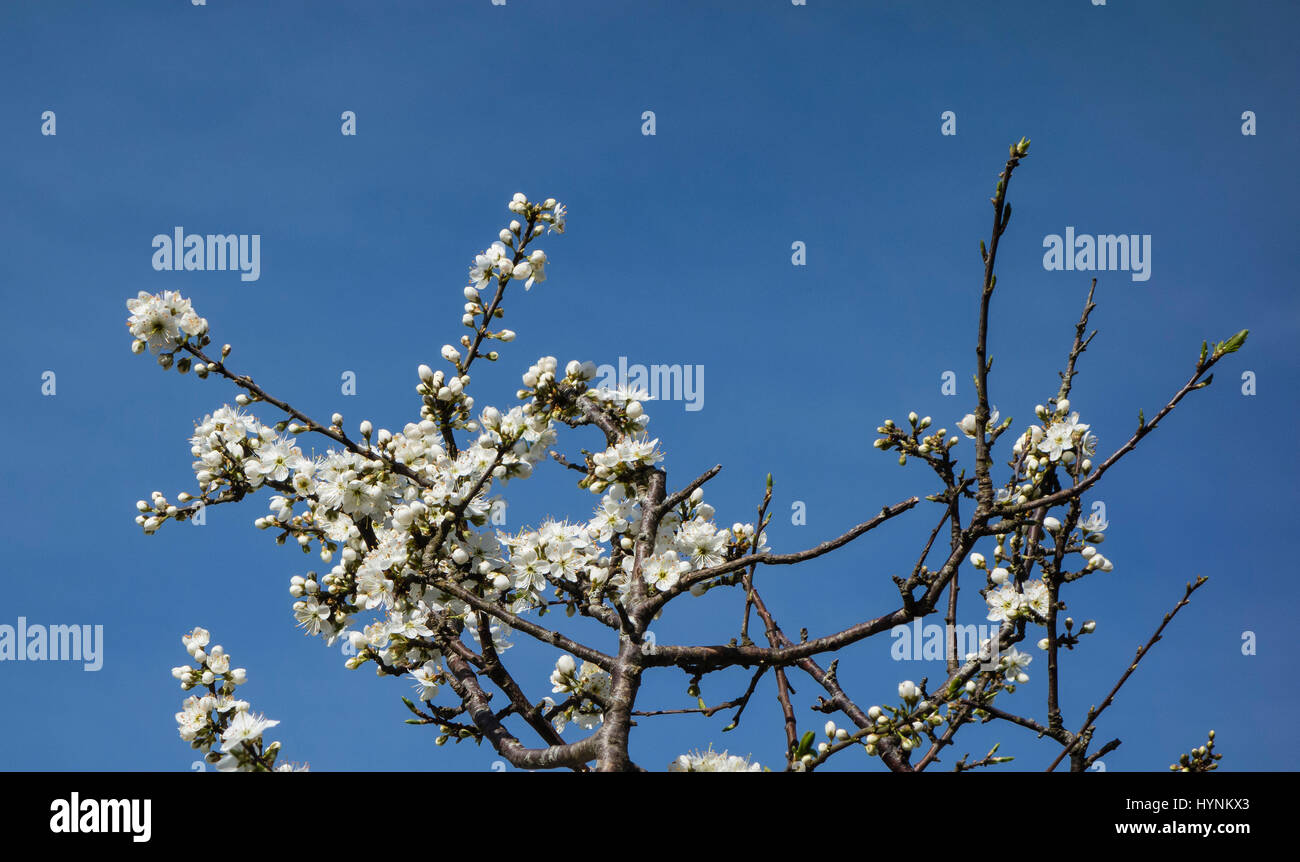 Schlehe (Prunus Spinosa), auch bekannt als "Schlehe", in Blüte, Frühling, UK Stockfoto
