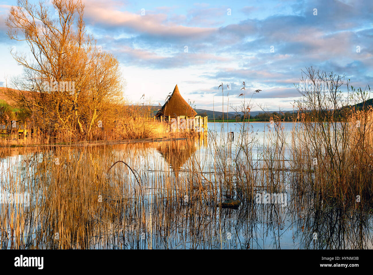 Eine strohgedeckte Hütte mit einem kegelförmigen Dach auf Stelzen bezeichnet eine Crannog am Llangorse See in Brecon-Beacons-Nationalpark in Wales Stockfoto