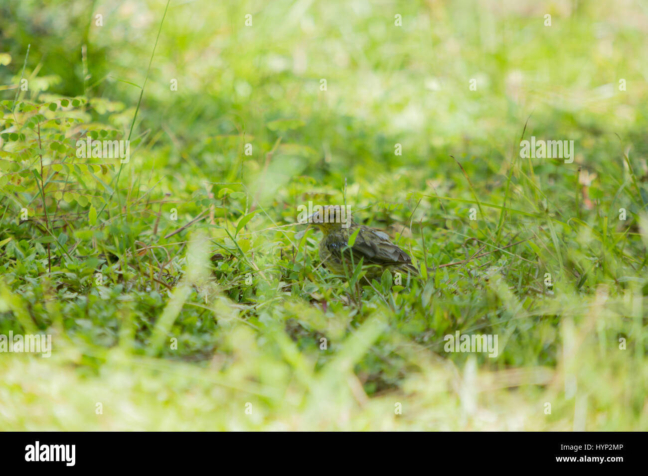 Asuncion, Paraguay. 6th April 2017. Ein männlicher Safranfink (Sicalis flaveola) Futter im Gras während des sonnigen Morgens in Asuncion, Paraguay. Quelle: Andre M. Chang/Alamy Live News Stockfoto