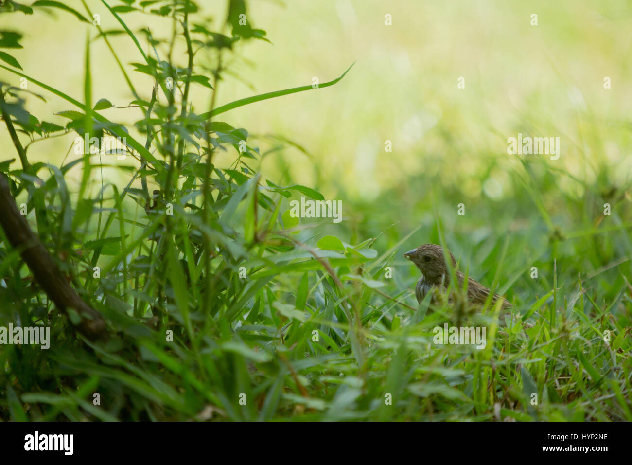 Asuncion, Paraguay. 6th April 2017. Ein weiblicher Safranfink (Sicalis flaveola) Futter im Gras während des sonnigen Morgens in Asuncion, Paraguay. Quelle: Andre M. Chang/Alamy Live News Stockfoto