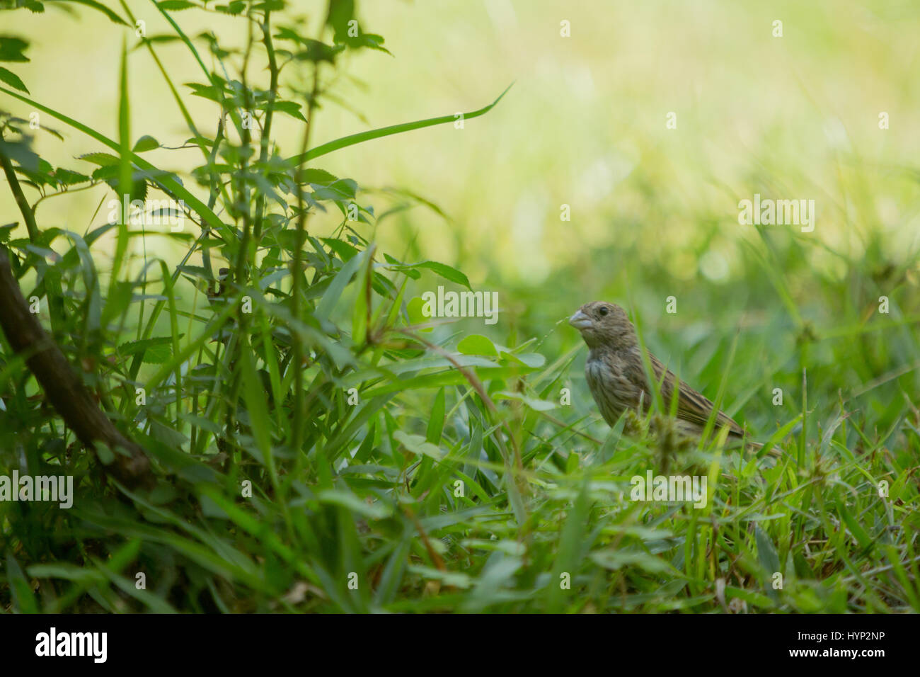 Asuncion, Paraguay. 6th April 2017. Ein weiblicher Safranfink (Sicalis flaveola) Futter im Gras während des sonnigen Morgens in Asuncion, Paraguay. Quelle: Andre M. Chang/Alamy Live News Stockfoto