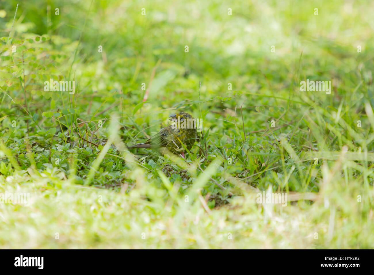 Asuncion, Paraguay. 6th April 2017. Ein männlicher Safranfink (Sicalis flaveola) Futter im Gras während des sonnigen Morgens in Asuncion, Paraguay. Quelle: Andre M. Chang/Alamy Live News Stockfoto