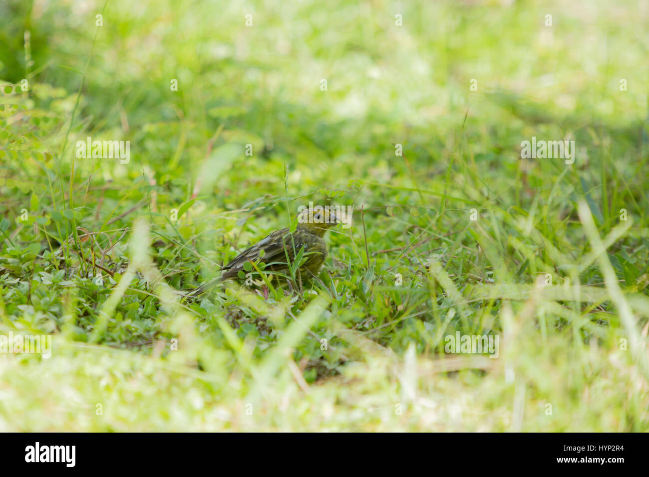 Asuncion, Paraguay. 6th April 2017. Ein männlicher Safranfink (Sicalis flaveola) Futter im Gras während des sonnigen Morgens in Asuncion, Paraguay. Quelle: Andre M. Chang/Alamy Live News Stockfoto