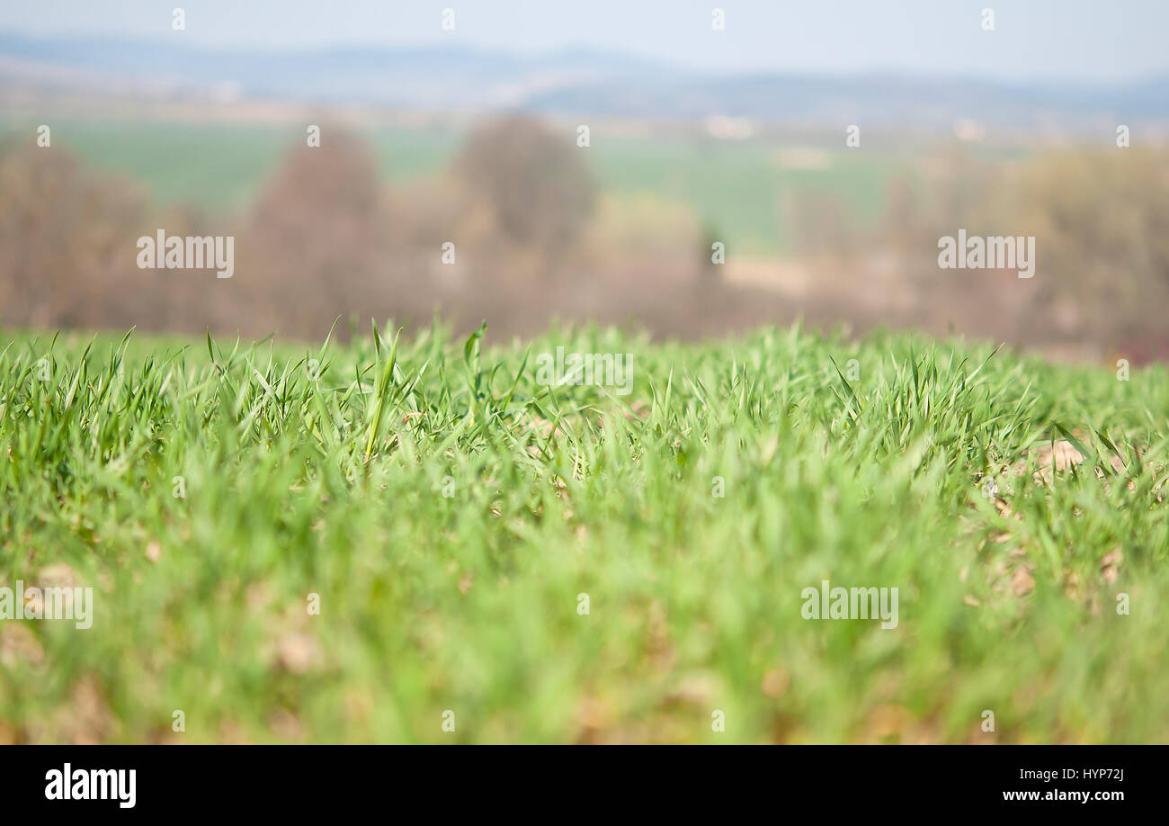 Winterweizen auf einem Feld Stockfoto