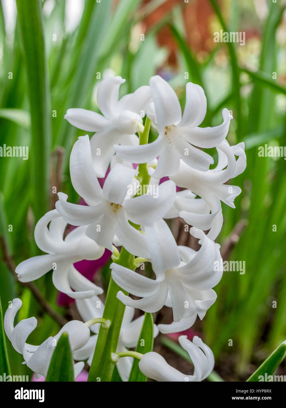 Weiße Garten-Hyazinthe (Hyacinthus), Familie der Spargel (Asparagaceae) Stockfoto