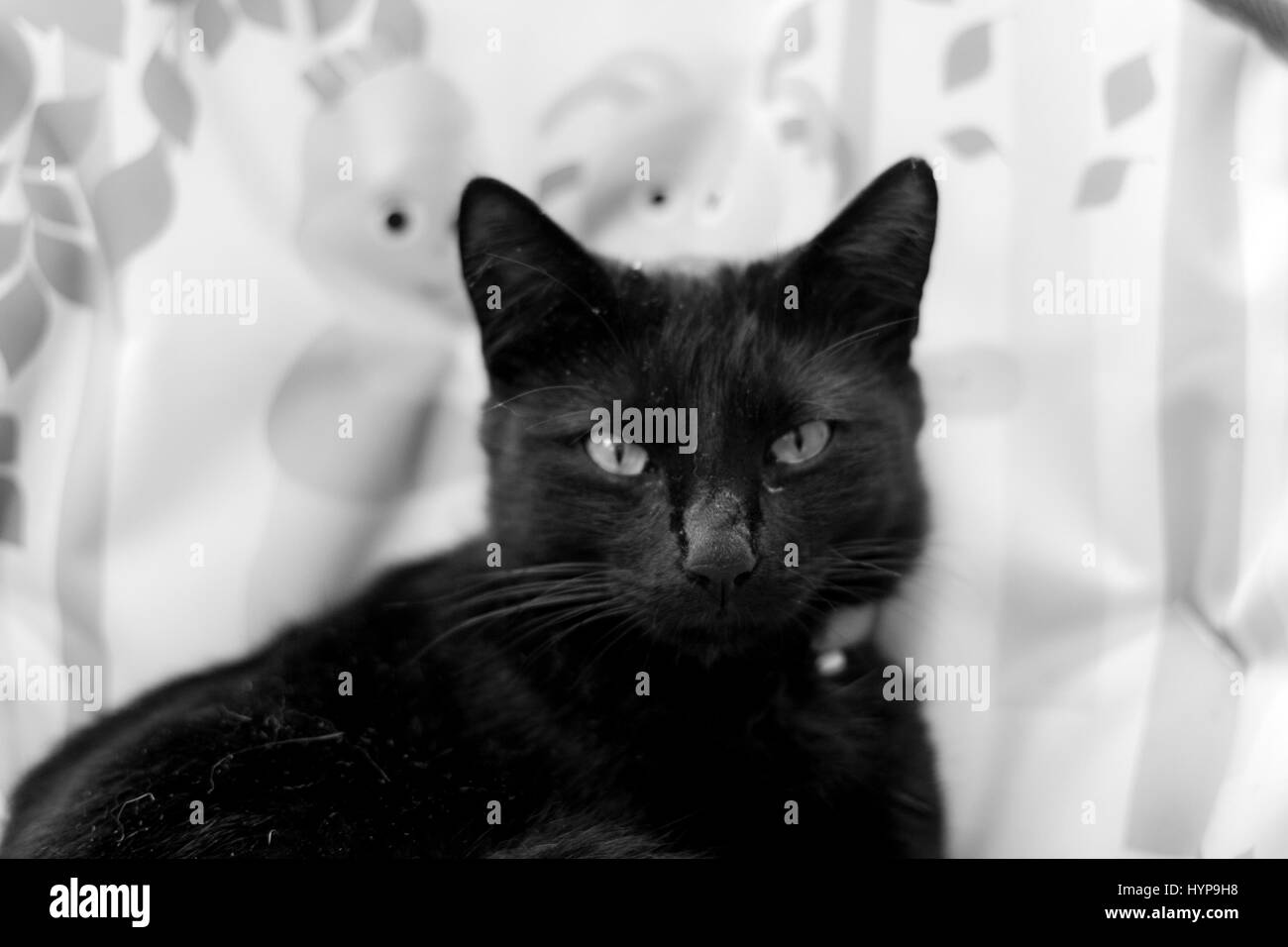 & Schwarz-weiß-Porträt einer schwarzen Katze Stockfoto