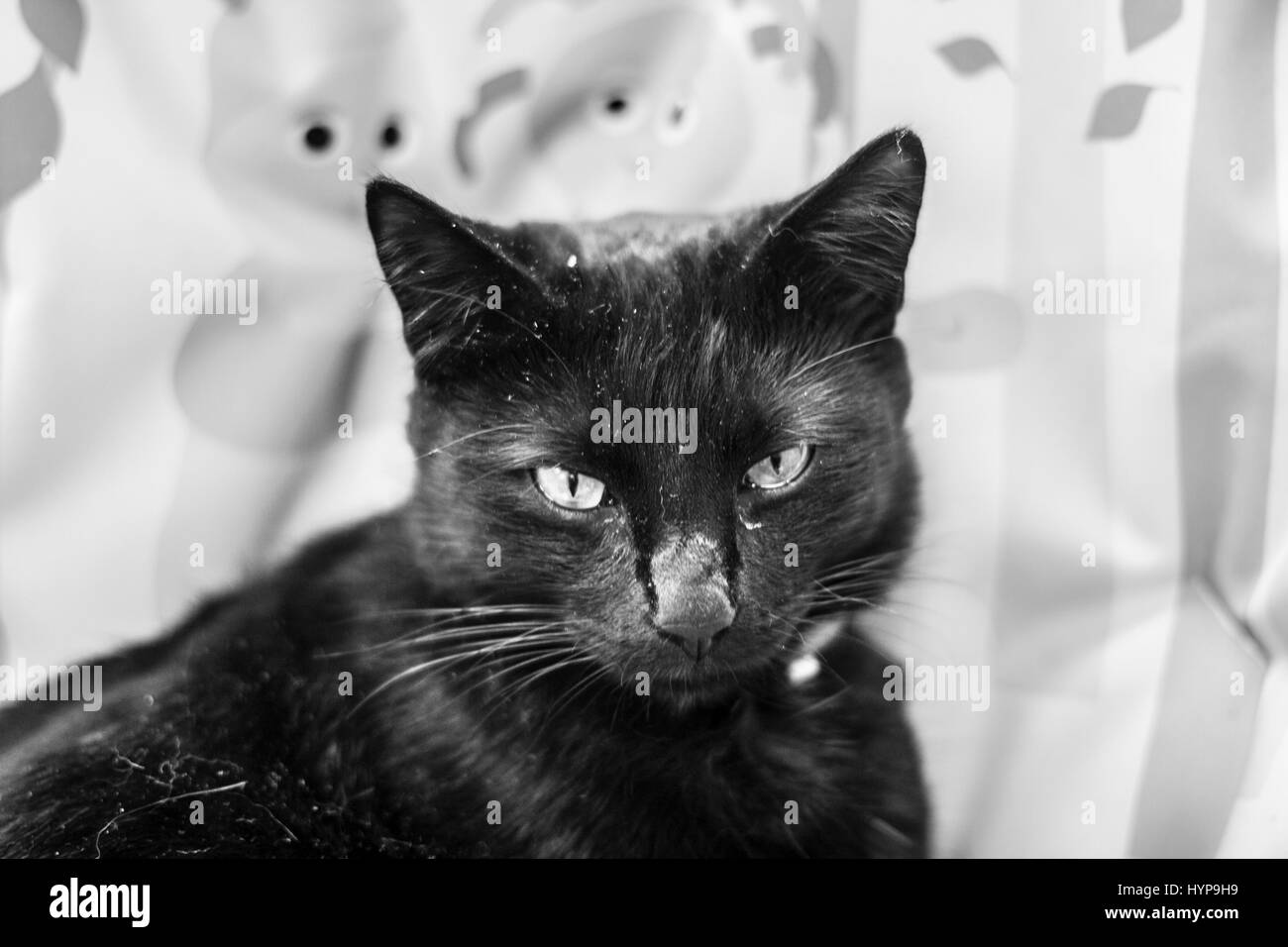 & Schwarz-weiß-Porträt einer schwarzen Katze Stockfoto
