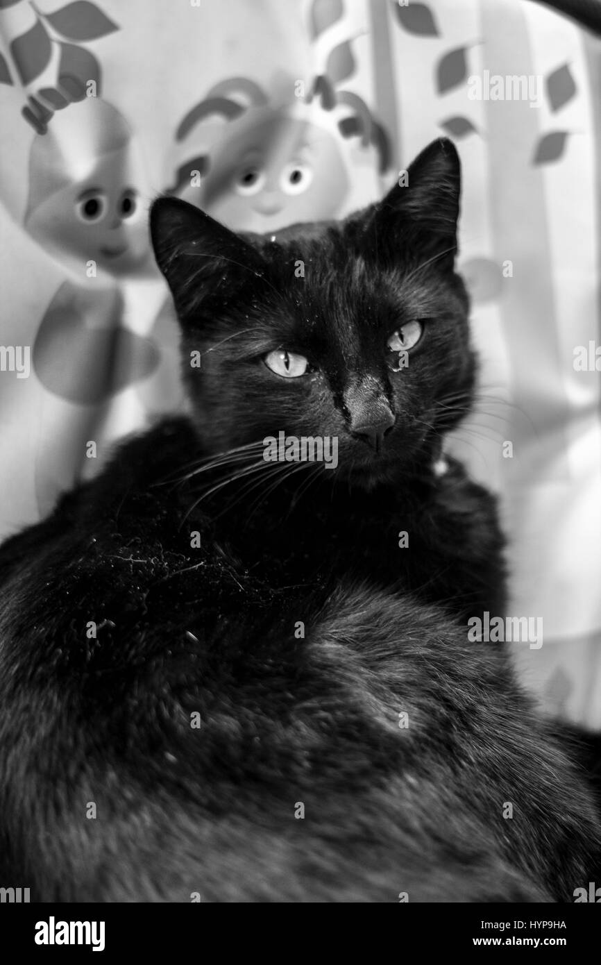 & Schwarz-weiß-Porträt einer schwarzen Katze Stockfoto