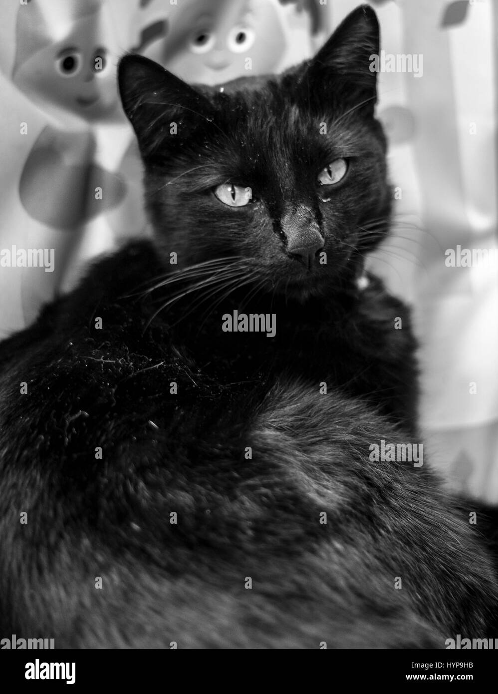 & Schwarz-weiß-Porträt einer schwarzen Katze Stockfoto
