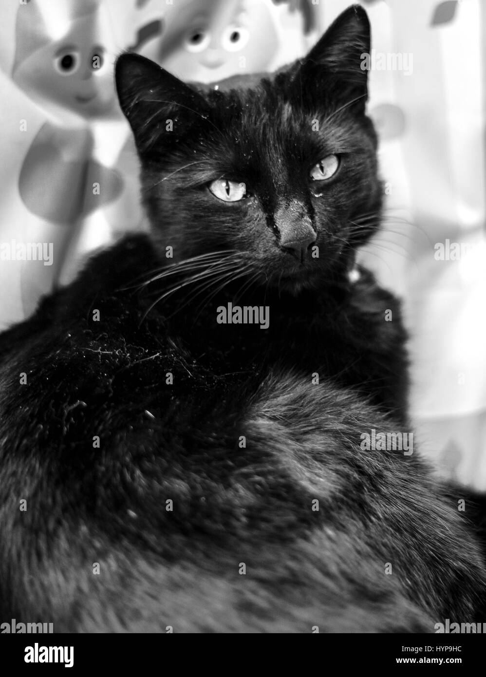 & Schwarz-weiß-Porträt einer schwarzen Katze Stockfoto